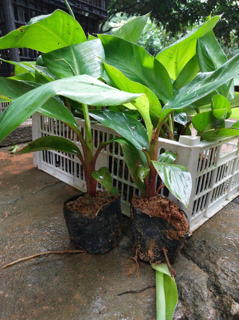 红蕉苗苗高15-30厘米带杯发货当年结果