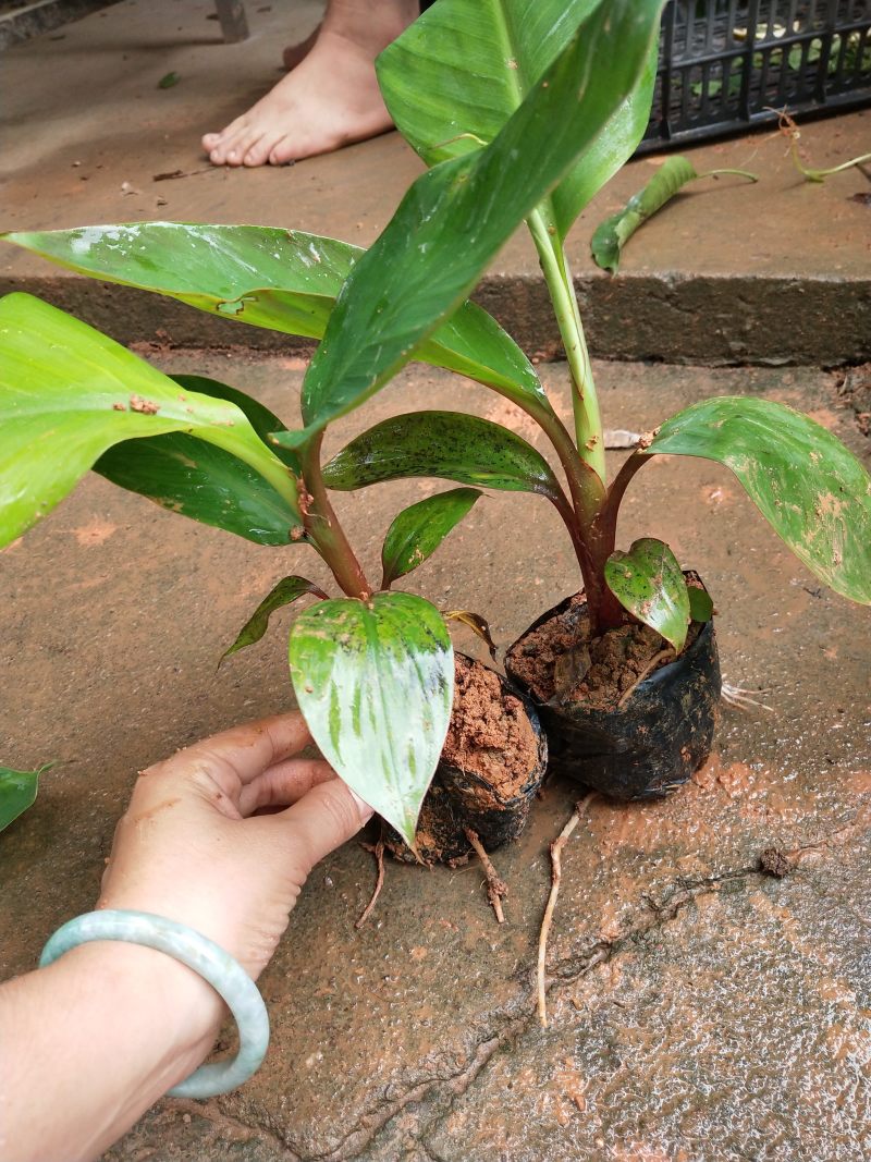 红蕉苗苗高15-30厘米带杯发货当年结果