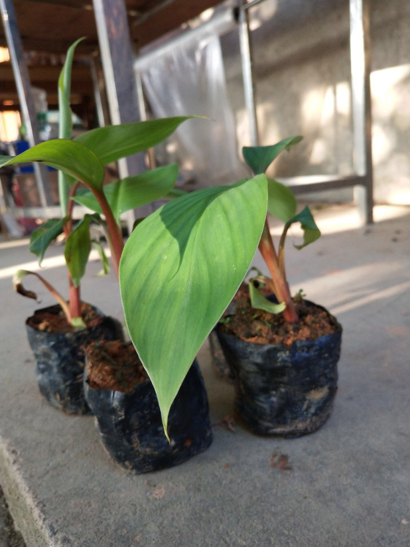 红蕉苗苗高15-30厘米带杯发货当年结果