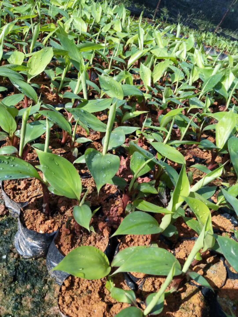 红蕉苗苗高15-30厘米带杯发货当年结果
