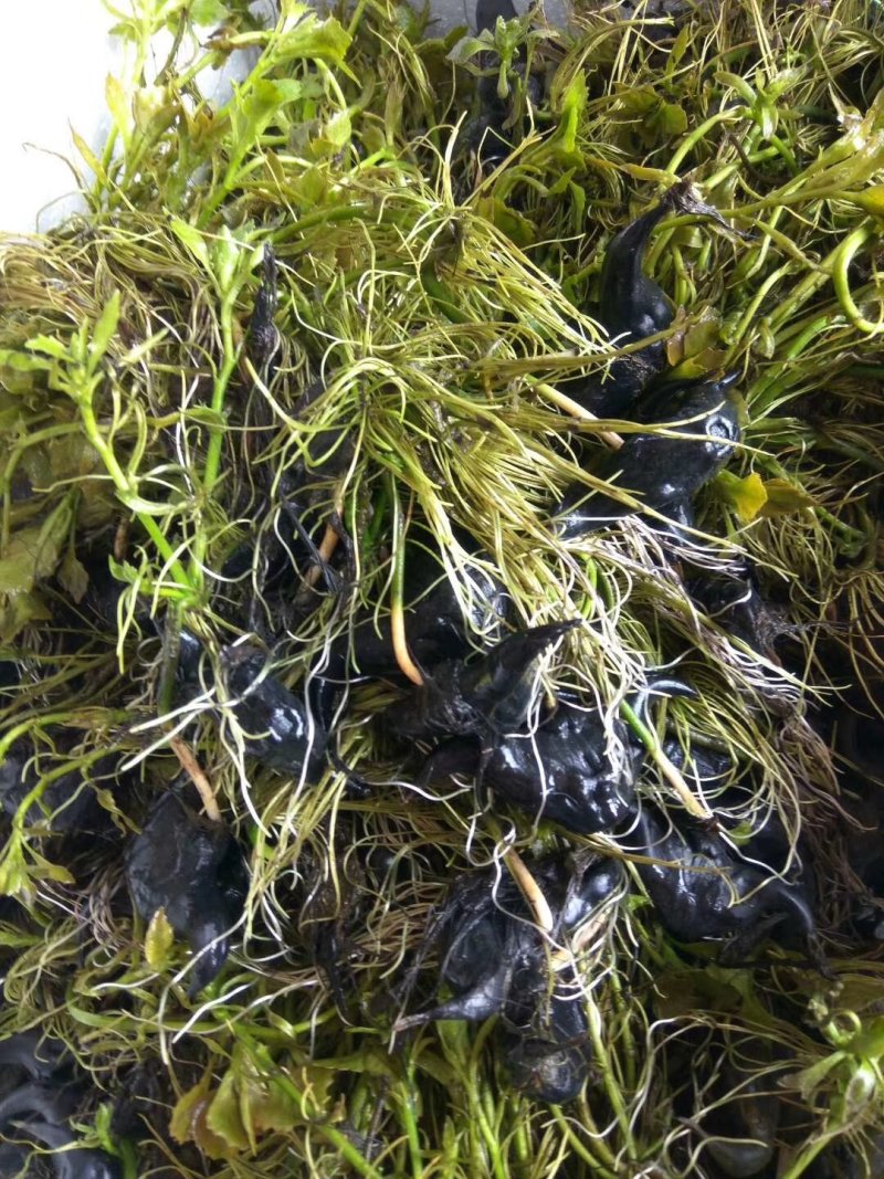 菱角苗，菱角种，大青菱角苗，优质高产，包成活