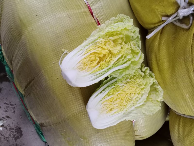 娃娃菜