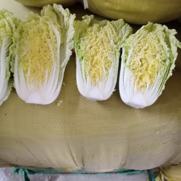 娃娃菜
