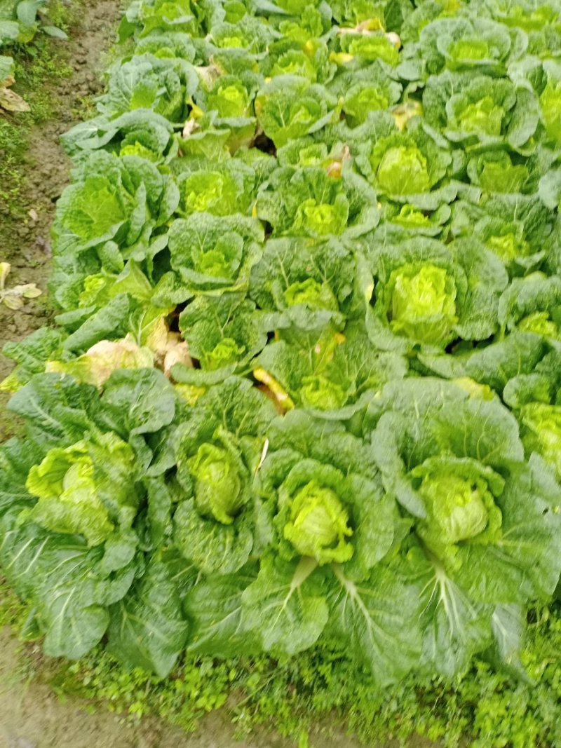 娃娃菜