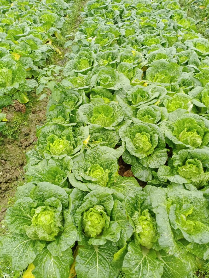 娃娃菜