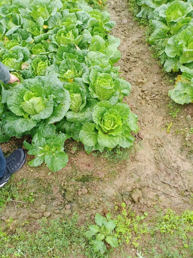 娃娃菜