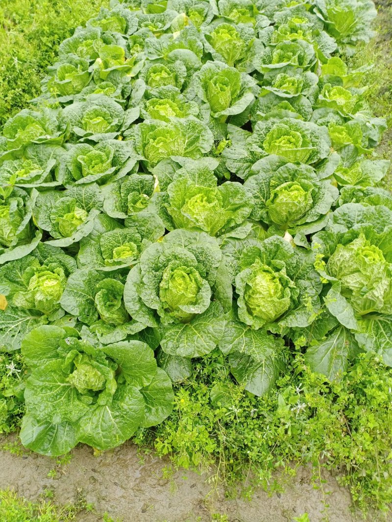 娃娃菜