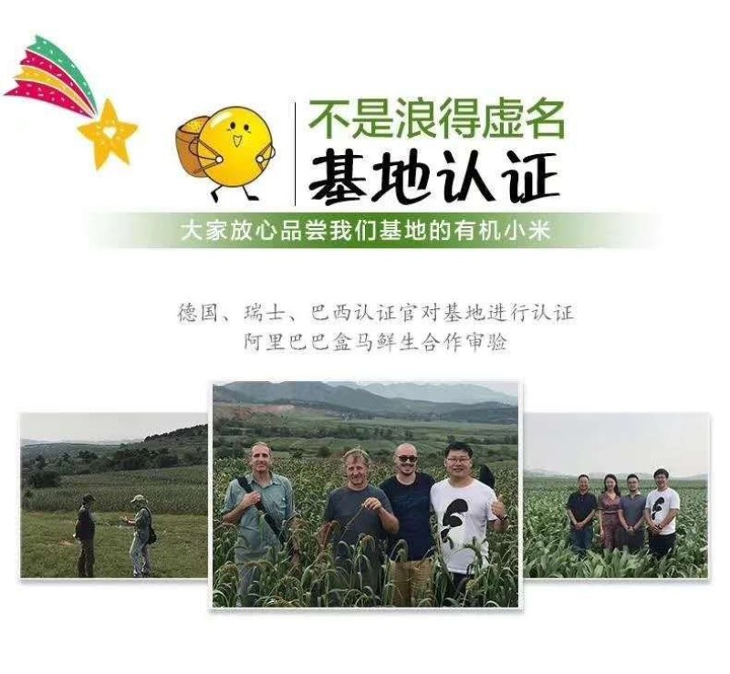 辽宁朝阳小米，毛毛谷老品种