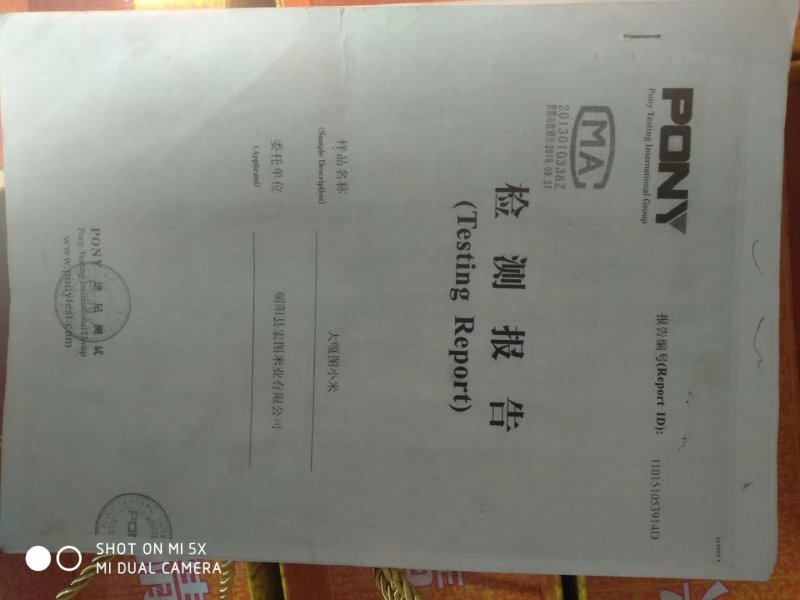 辽宁朝阳小米，毛毛谷老品种