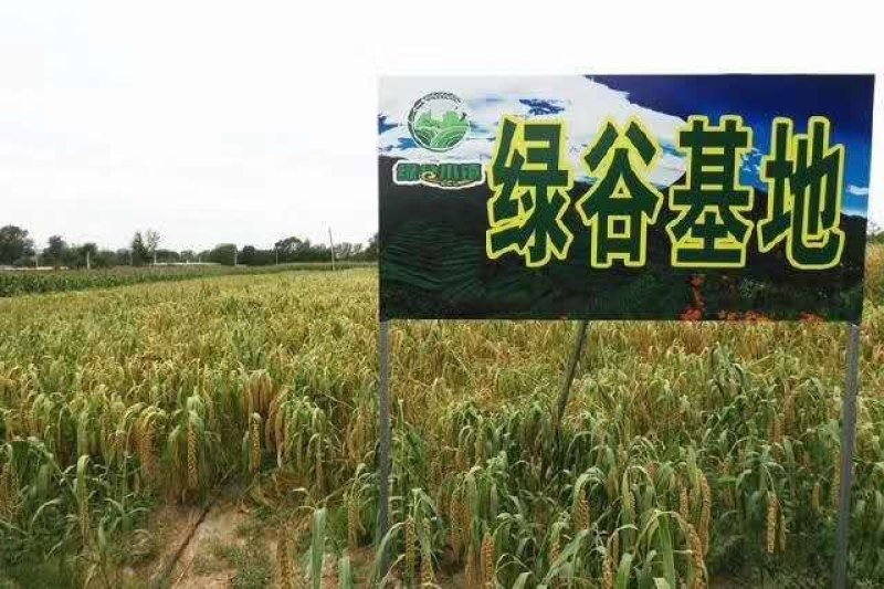辽宁朝阳小米，毛毛谷老品种