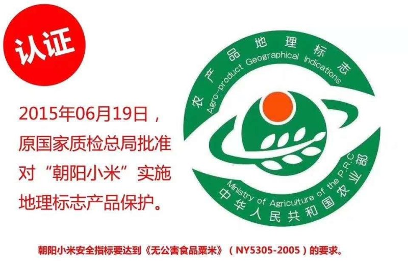 辽宁朝阳小米，毛毛谷老品种