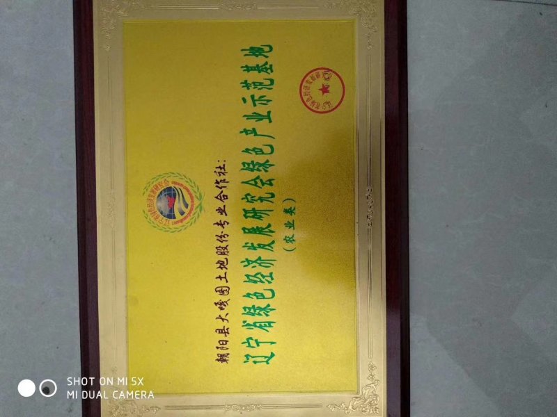 辽宁朝阳小米，毛毛谷老品种