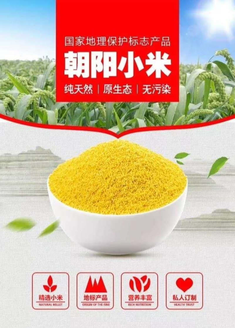 辽宁朝阳小米，毛毛谷老品种