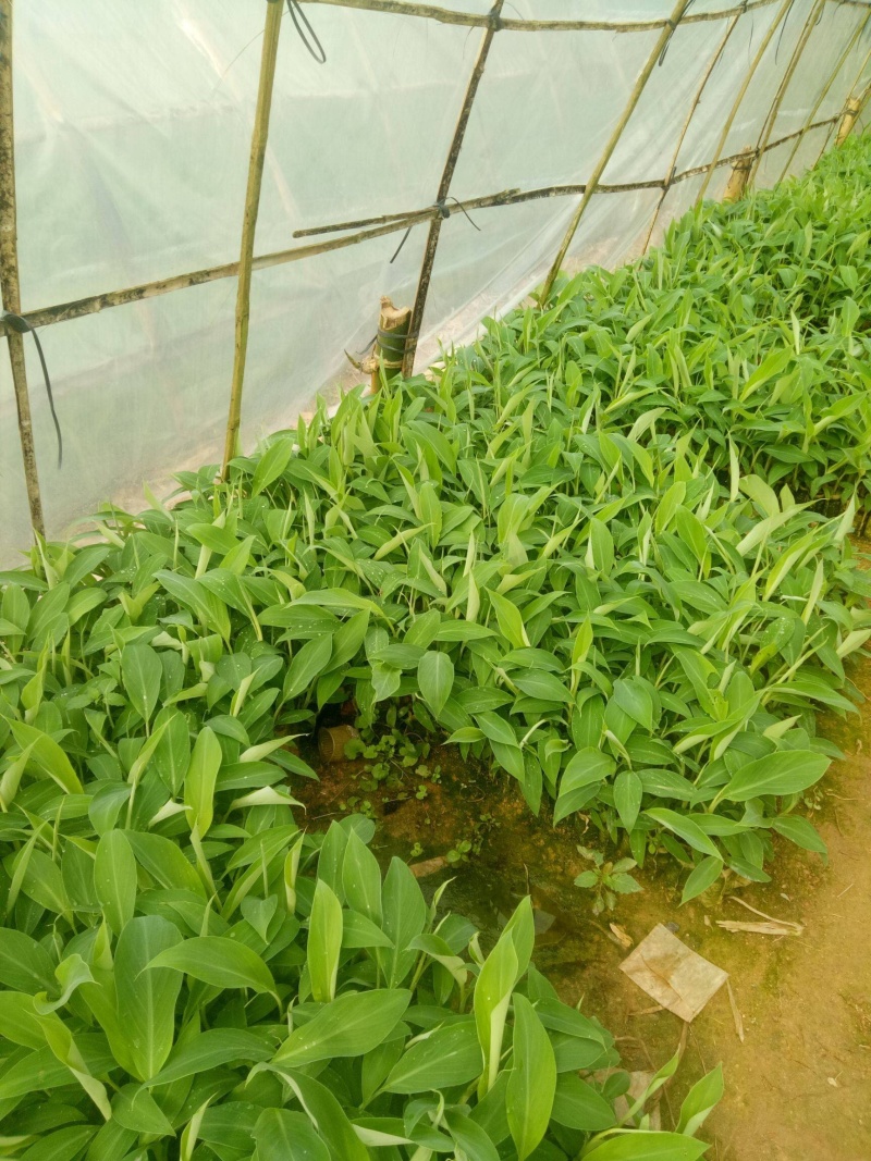 中蕉9号香蕉苗产量高可达到200斤一棵