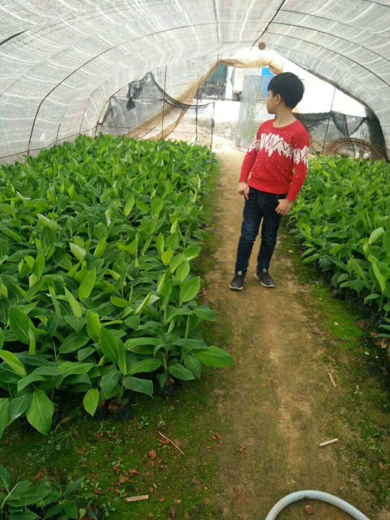 中蕉9号香蕉苗产量高可达到200斤一棵
