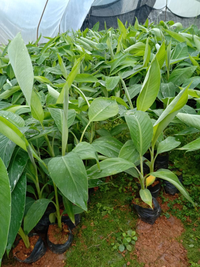 中蕉9号香蕉苗产量高可达到200斤一棵
