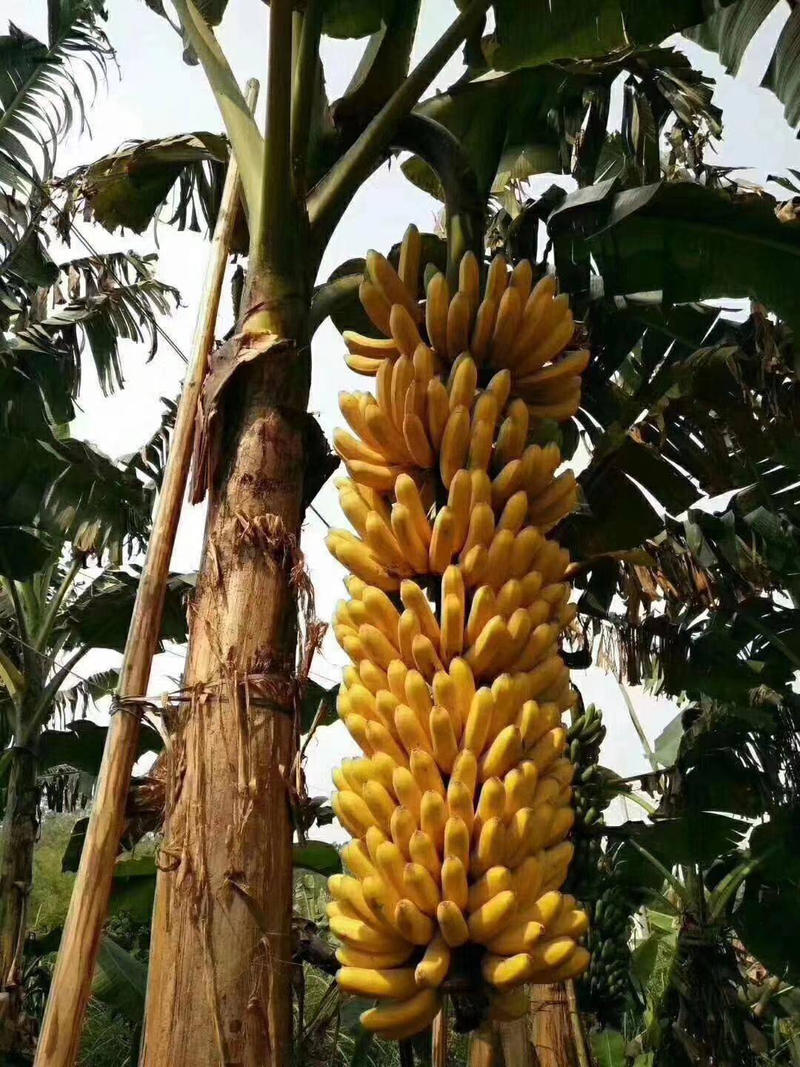 中蕉9号香蕉苗产量高可达到200斤一棵