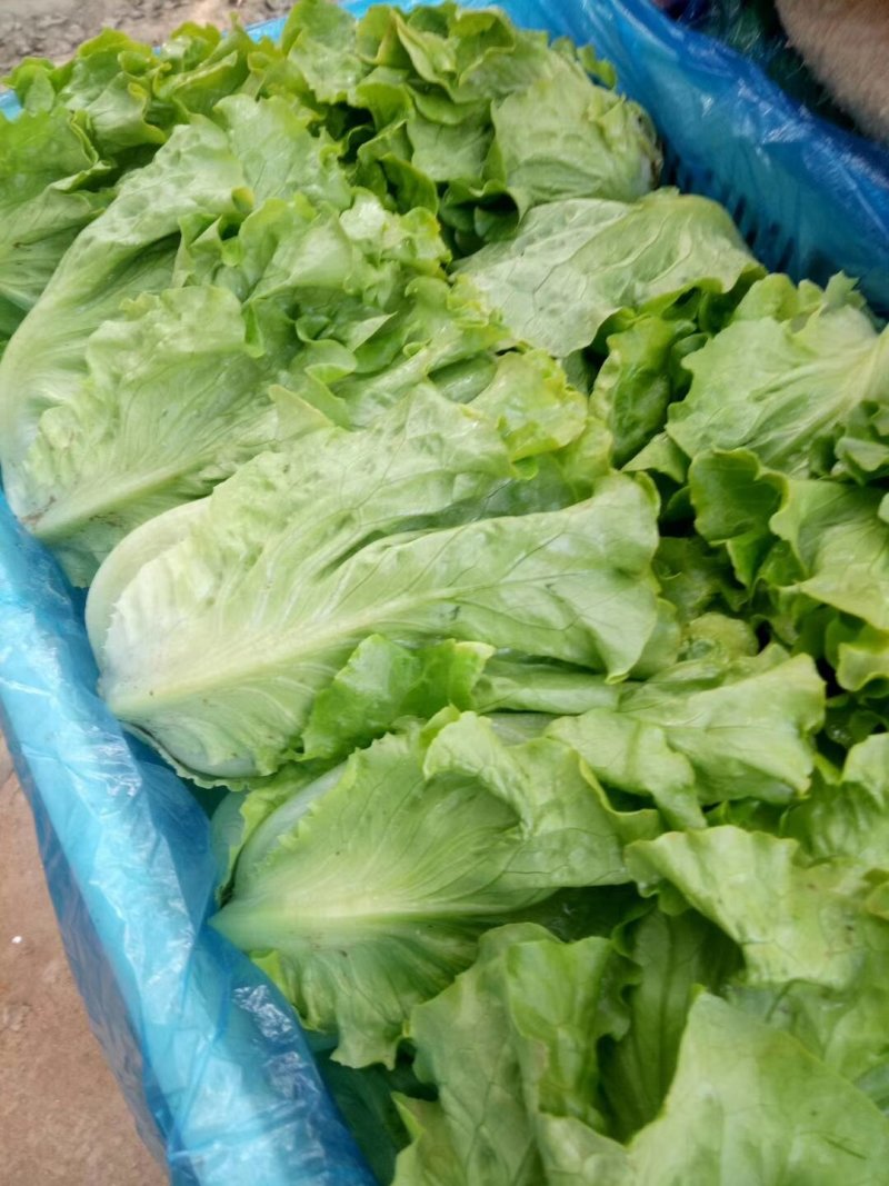 生菜精品意大利生菜产地现摘现发商超质量保证