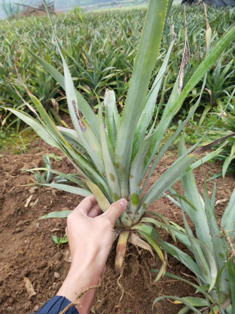 台农17号菠萝苗当年种植当年结果