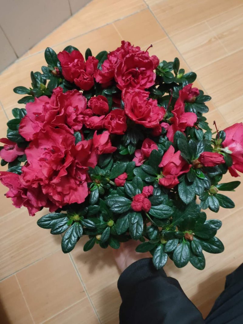 西洋杜鹃杨梅红四季杜鹃花杜鹃盆栽室内外种植