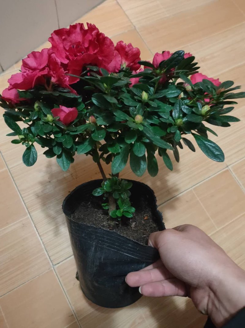 西洋杜鹃杨梅红四季杜鹃花杜鹃盆栽室内外种植