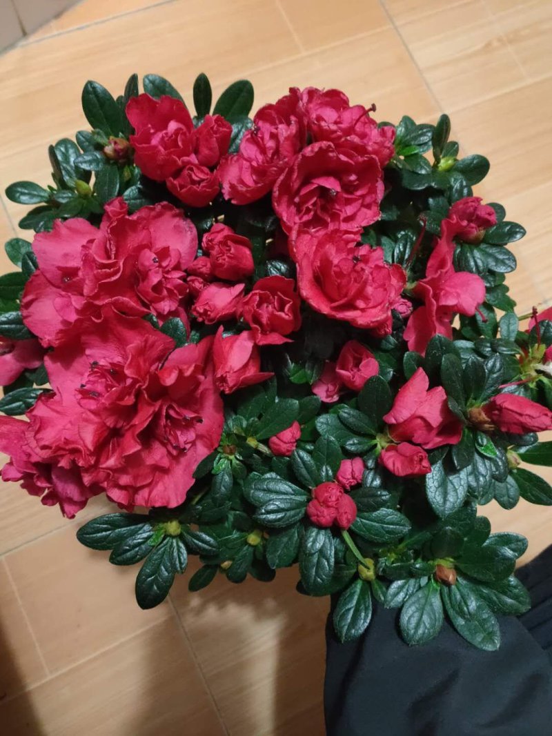 西洋杜鹃杨梅红四季杜鹃花杜鹃盆栽室内外种植