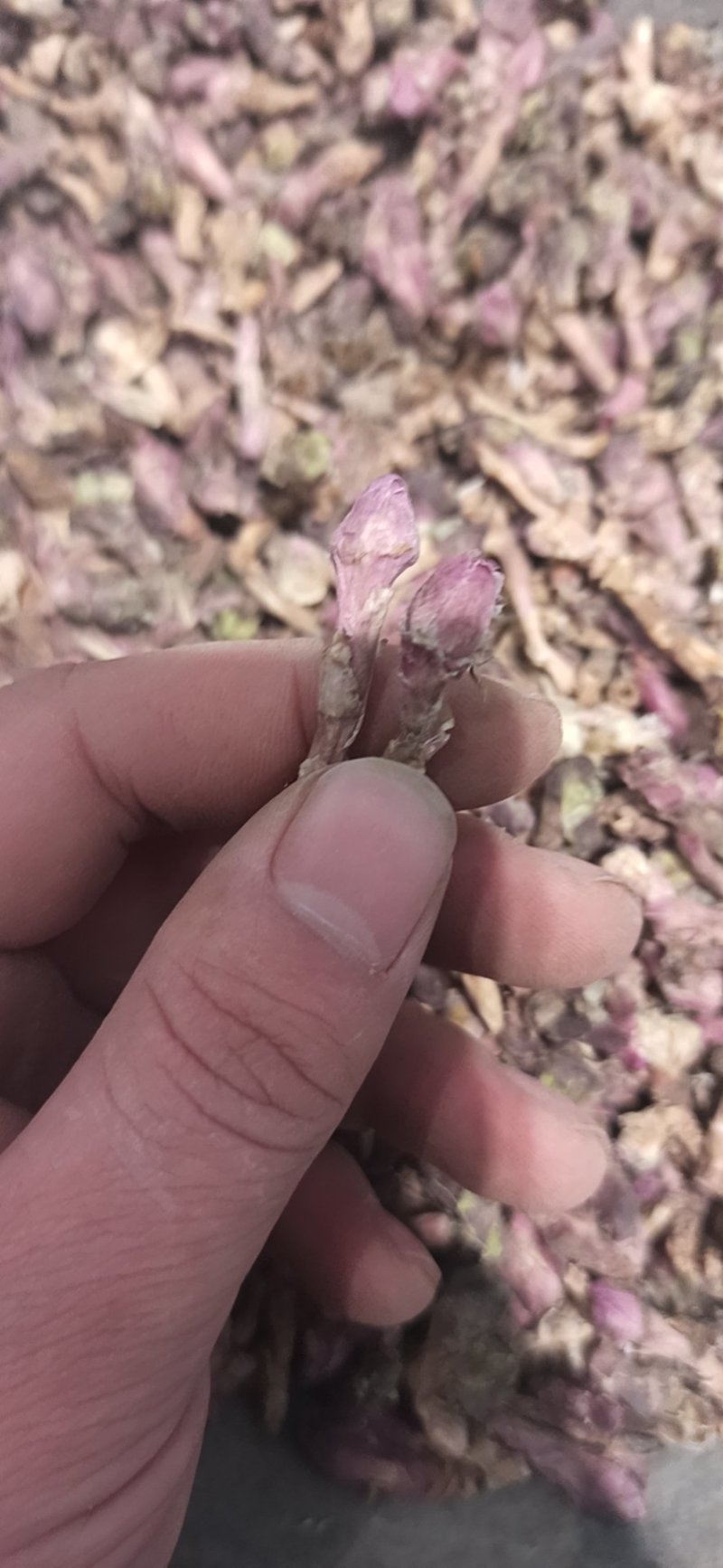 款冬花中药材款冬花艾冬花九九花新货无杂
