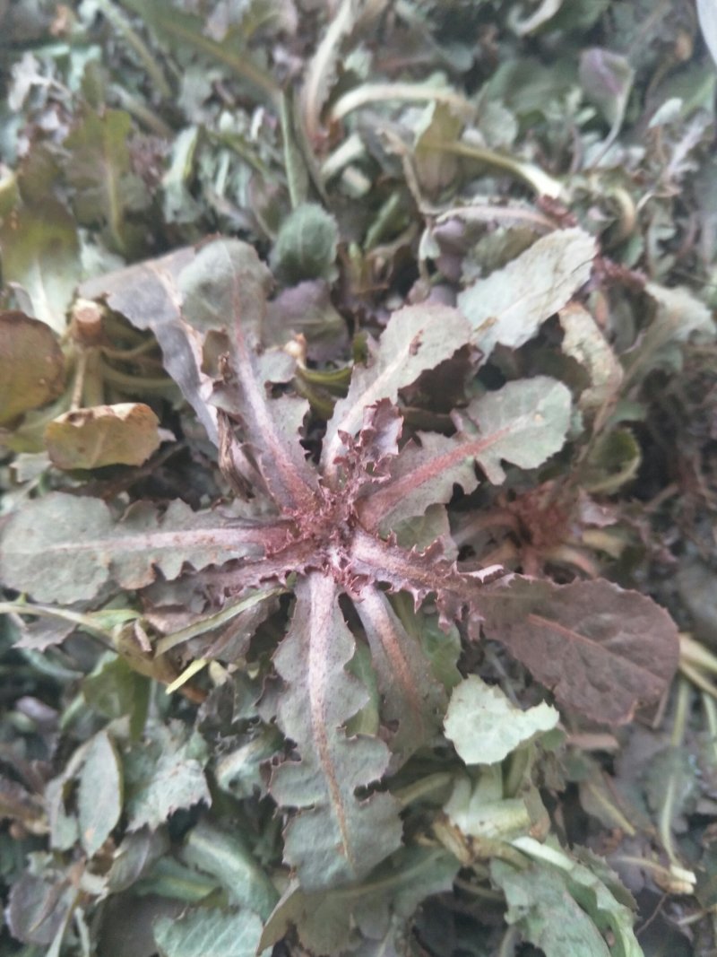 秋季鲜苦菜苦碟子，产地一手货源批发，现挖野生特菜带根去干