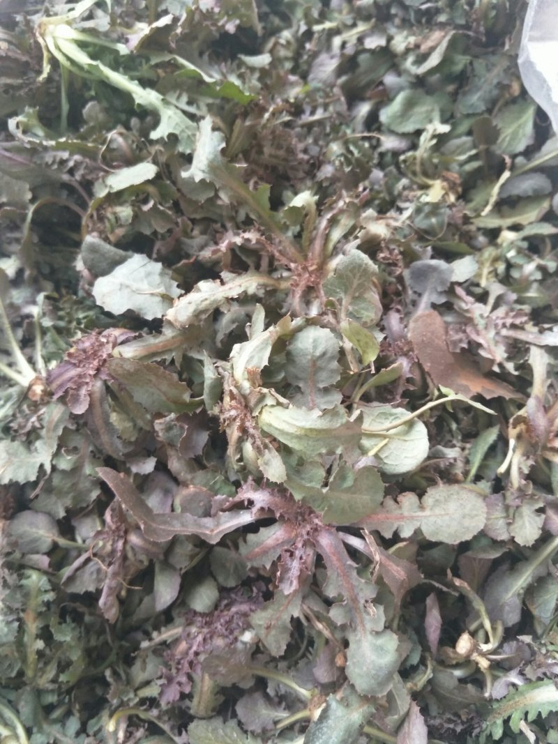 秋季鲜苦菜苦碟子，产地一手货源批发，现挖野生特菜带根去干