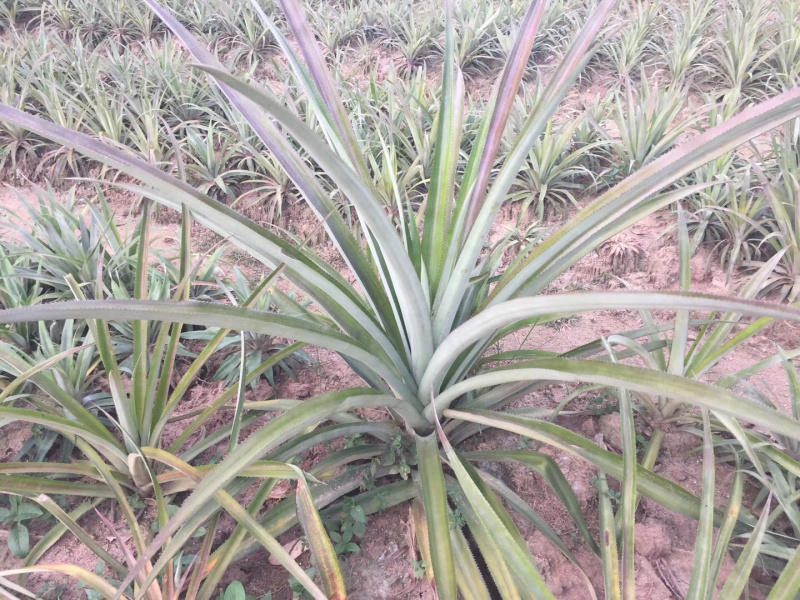 皇后菠萝苗单果重达5斤一个，种植当年结果
