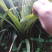 皇后菠萝苗单果重达5斤一个，种植当年结果