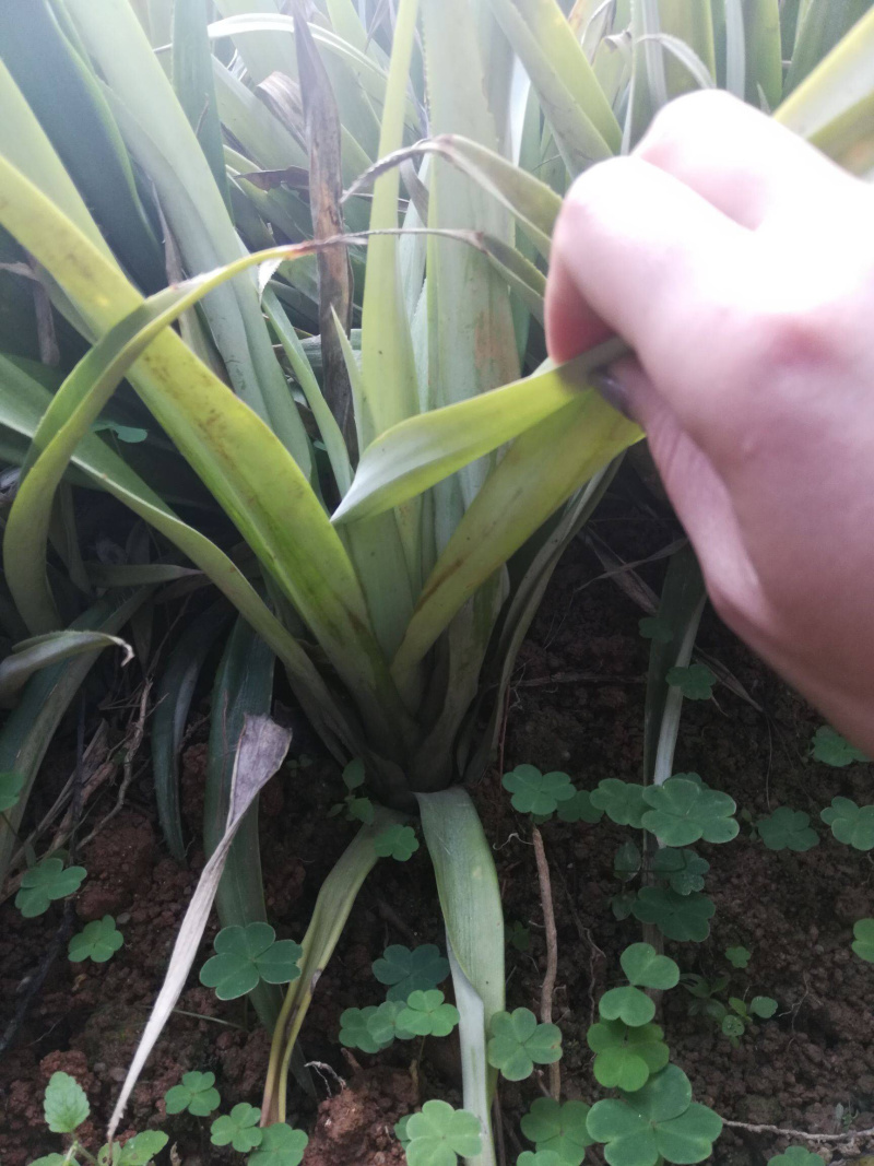 皇后菠萝苗单果重达5斤一个，种植当年结果