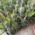 皇后菠萝苗单果重达5斤一个，种植当年结果