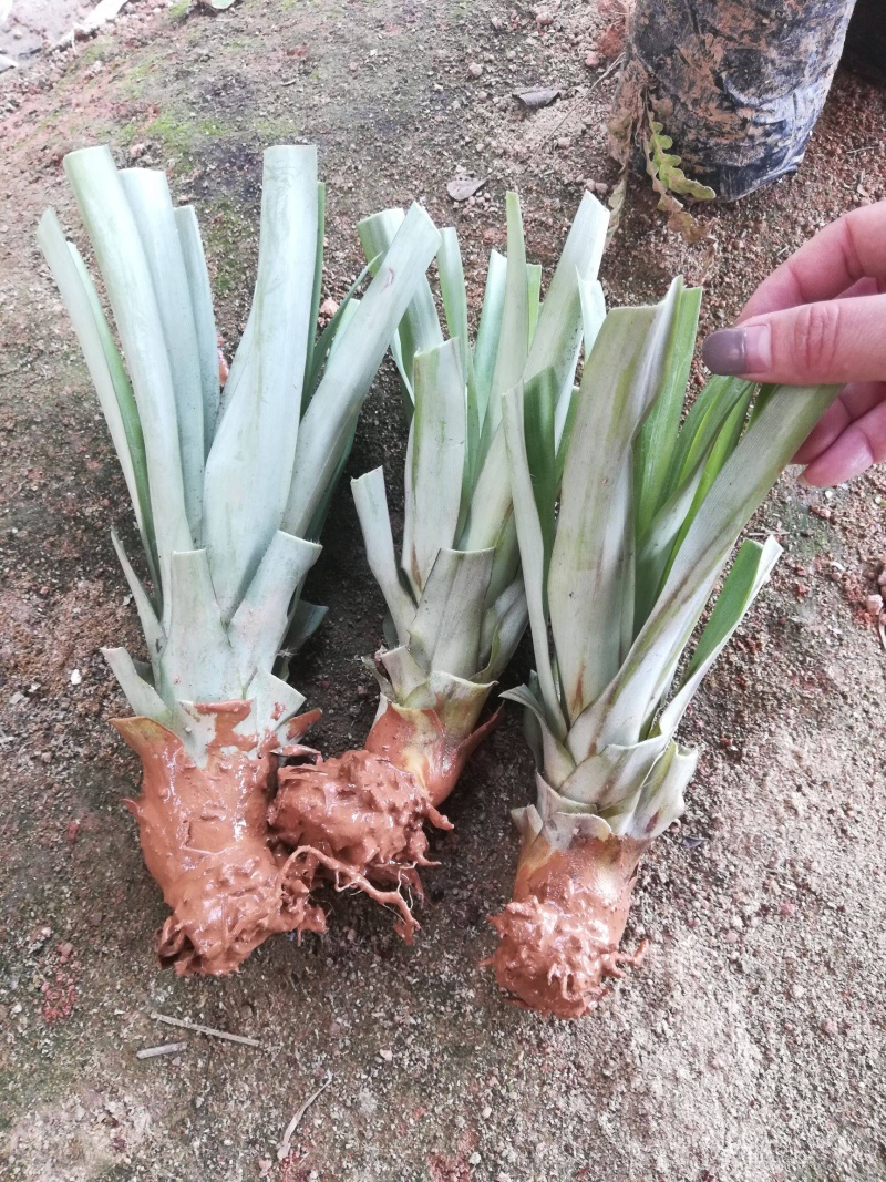 皇后菠萝苗单果重达5斤一个，种植当年结果