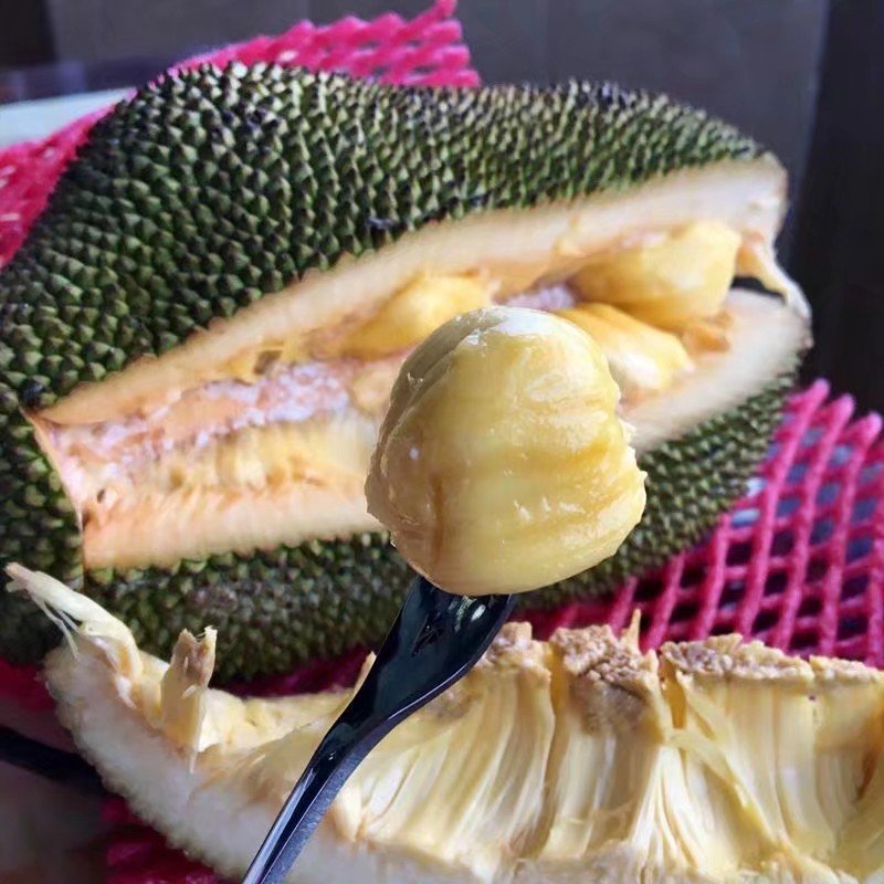 榴莲蜜苗榴莲菠萝蜜苗榴莲蜜榴莲密苗
