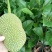 榴莲蜜苗榴莲菠萝蜜苗榴莲蜜榴莲密苗