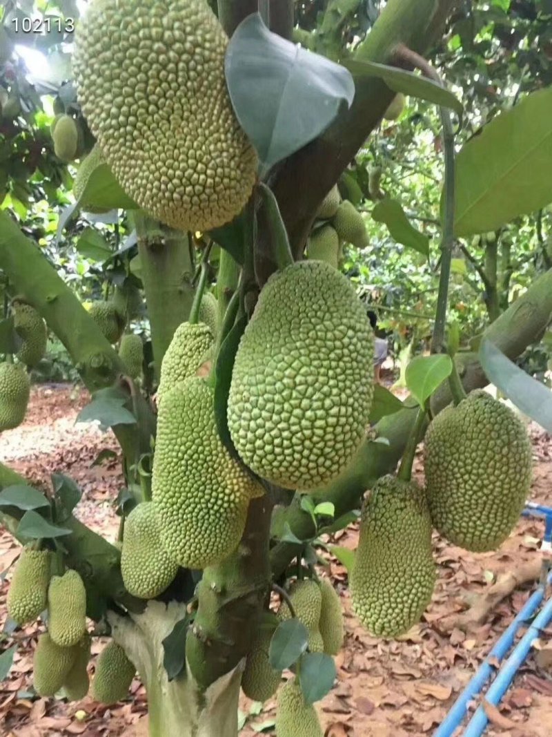 榴莲蜜苗榴莲菠萝蜜苗榴莲蜜榴莲密苗