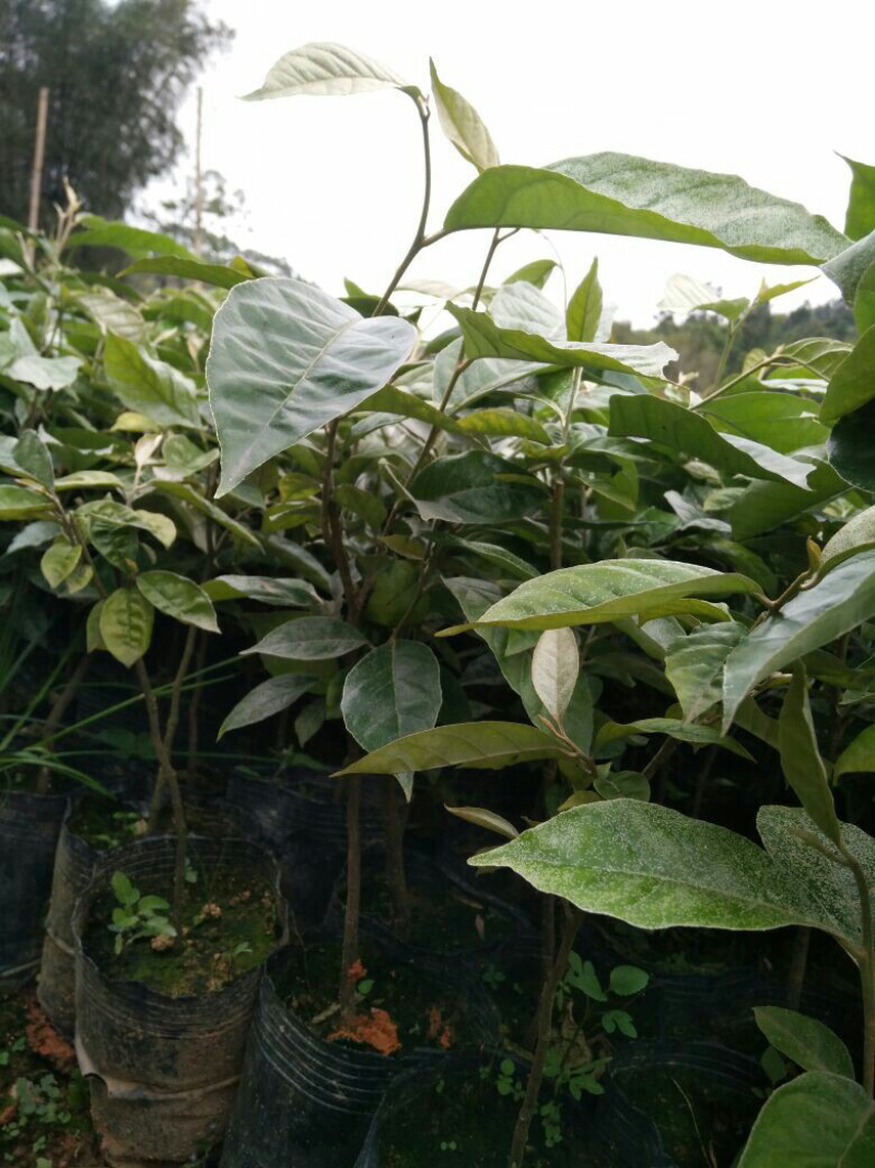 羊奶果苗德甜二号纯甜大果型三年嫁接苗