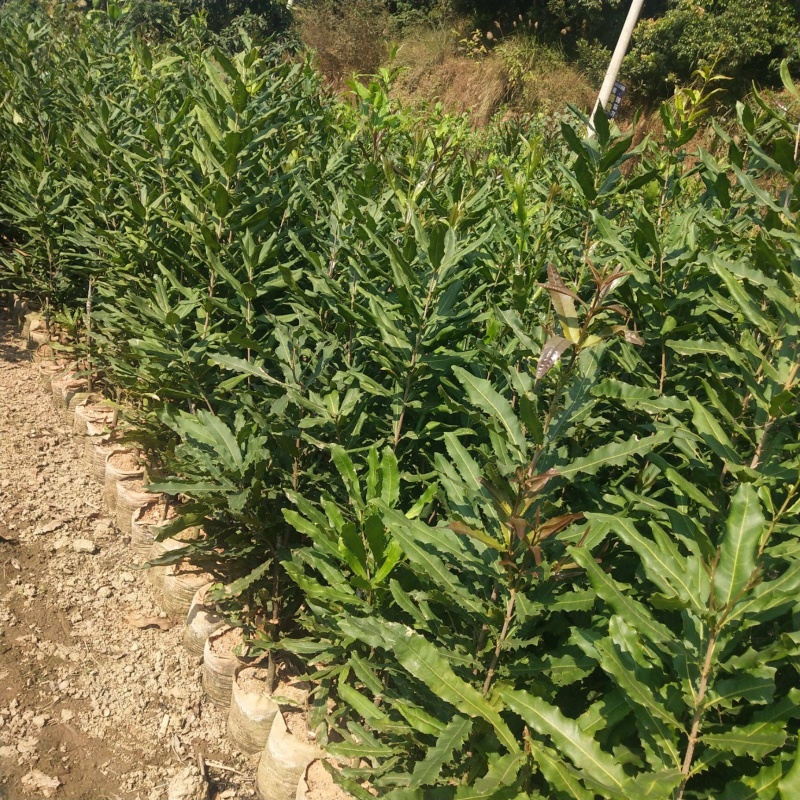 坚果苗澳洲坚果产量非常高