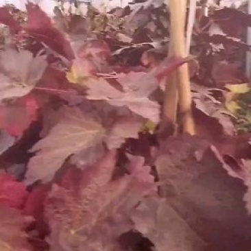 出售甜蜜蓝宝石葡萄苗和阳光玫瑰葡萄苗及大樱桃树苗