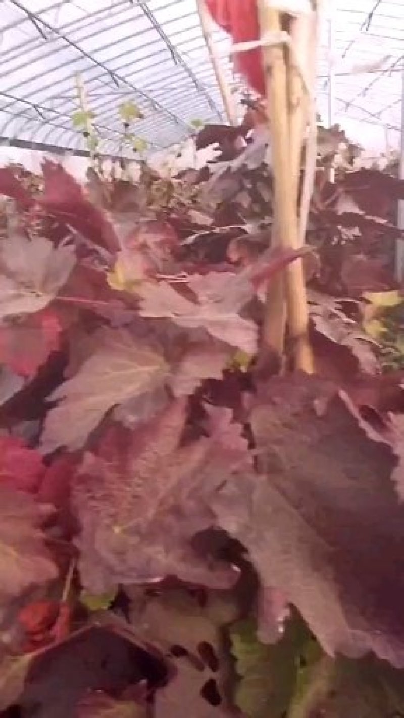 出售甜蜜蓝宝石葡萄苗和阳光玫瑰葡萄苗及大樱桃树苗