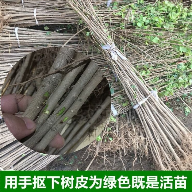 银杏苗白果苗金叶银杏庭院园林绿化树苗木行道树拆迁占地树