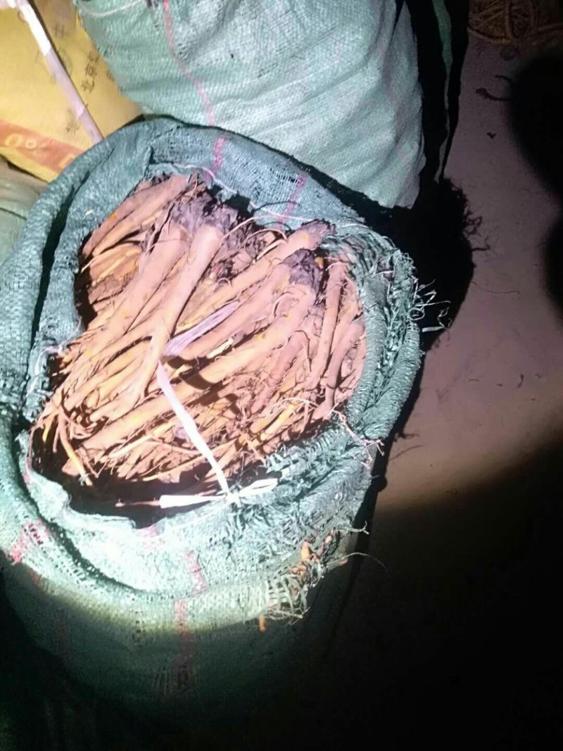 原产地甘肃（大黄苗子）产量高，成活率高