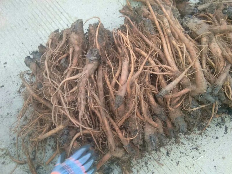 原产地甘肃（大黄苗子）产量高，成活率高