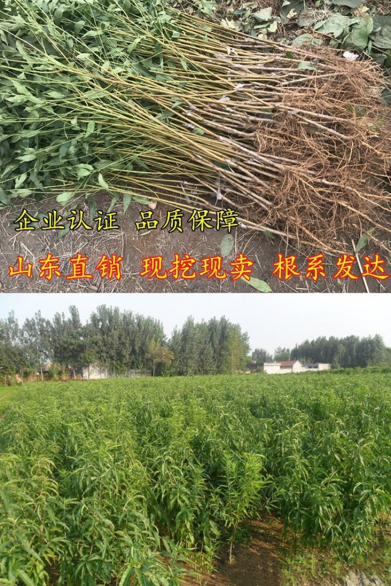 正宗血桃树苗荔波血桃苗南北方种植果树苗