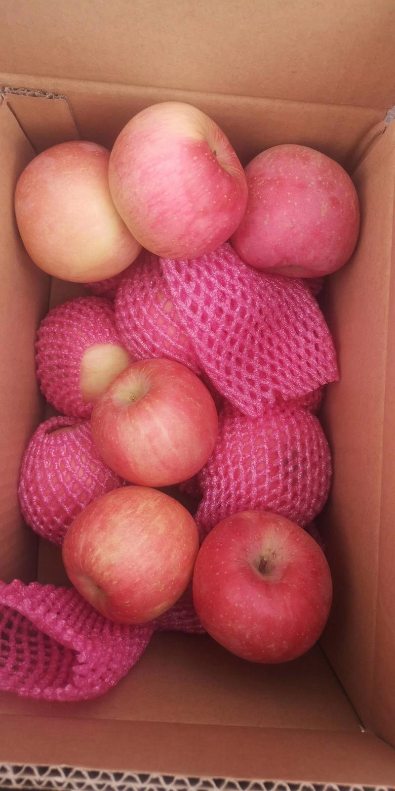 红富士苹果，大量批发，全红，货源很多，量大