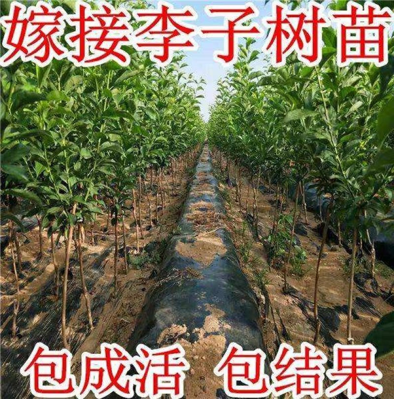 冰糖李子苗，品种苗，基地直销，包技术包成活