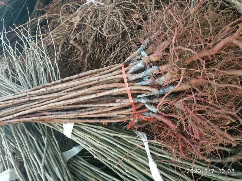 冰糖李子苗，品种苗，基地直销，包技术包成活