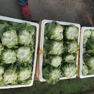 奶油生菜，质量保证，量大，可实地考察