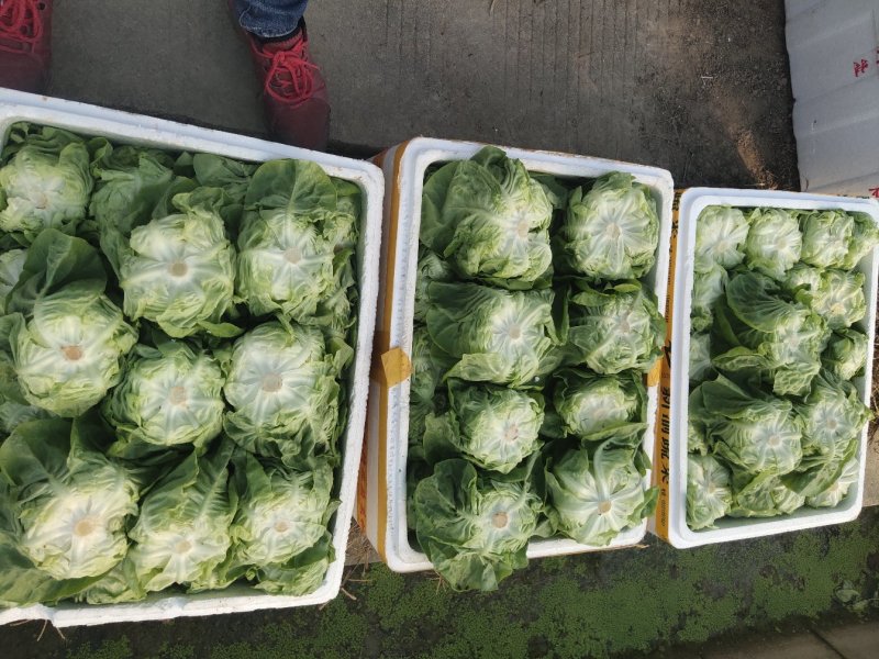 奶油生菜，质量保证，量大，可实地考察